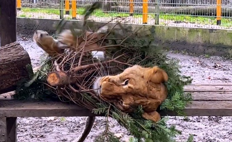 Utókarácsonyi ajándékot kaptak a Nyíregyházi Állatpark nagymacskái