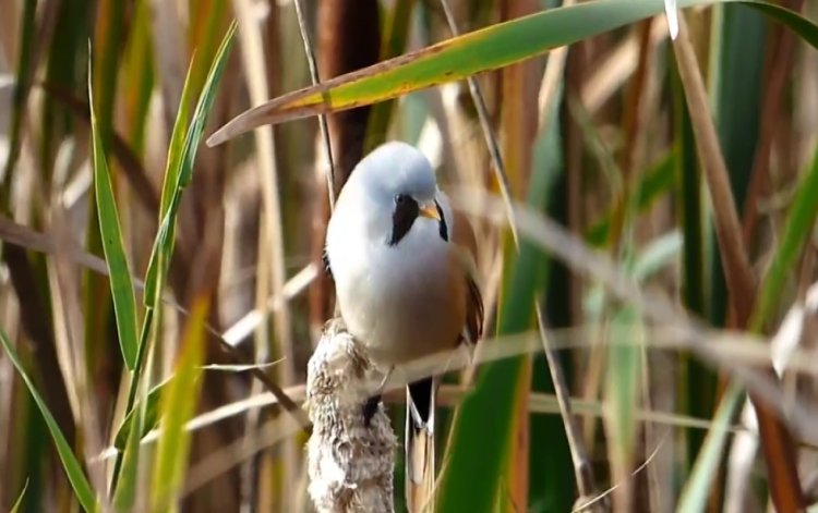 Barkóscinege – Ez a nem vonuló, a vizek nádasaiban élő, veszélyeztetett madár lett az év madara