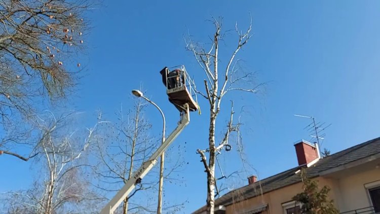 A Gádor Béla utcánál a balesetveszélyes fákat vágta ki a NYÍRVV forgalomkorlátozás mellett