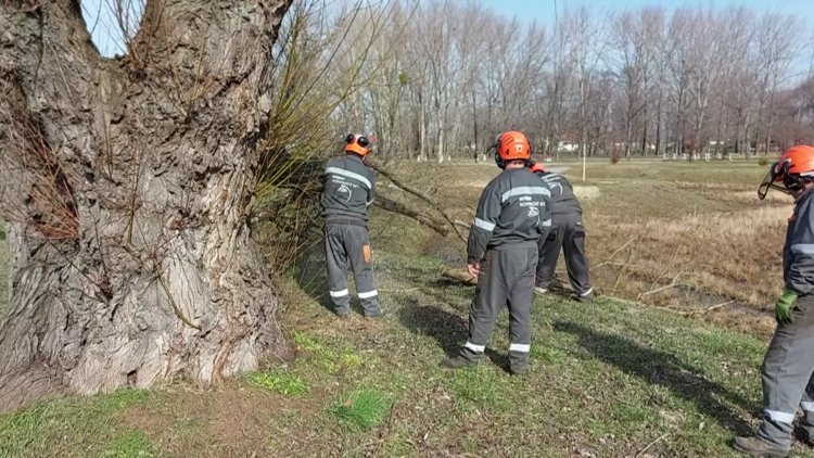 Balesetveszélyes, beteg fákat vágtak ki a Bujtosi Városligetben