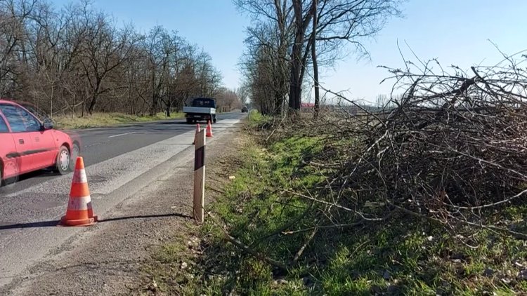 A Magyar Közút szakemberei Nyírtelek felé veszélyessé vált fákat vágnak ki
