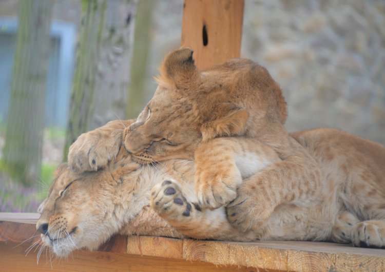 Már látogatók is megtekinthetik a tavalyi esztendőben Ukrajnából mentett kis oroszlánt a Nyíregyházi Állatparkban