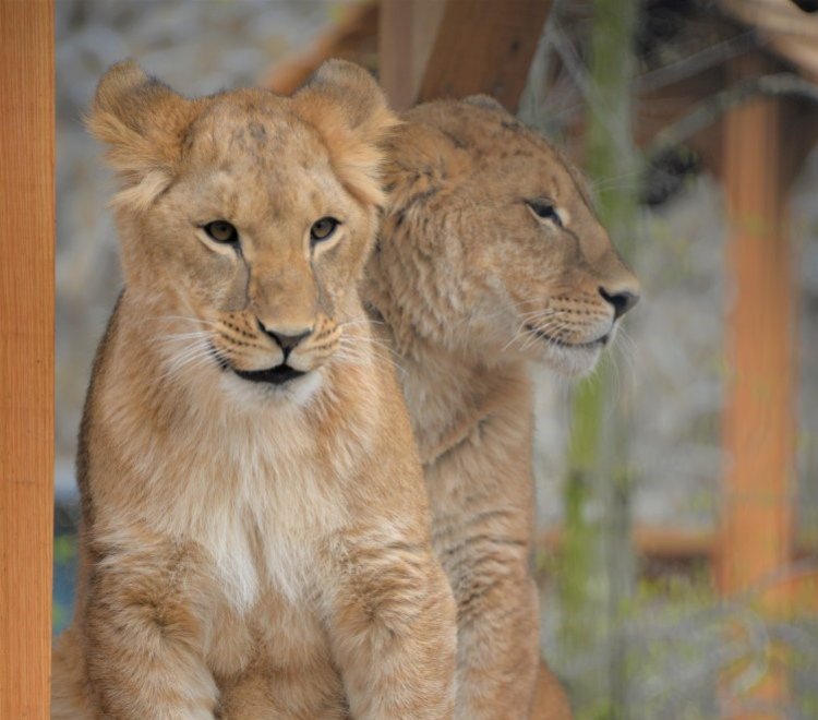 Már a látogatók is megtekinthetik az Ukrajnából mentett kis oroszlánt a Nyíregyházi Állatparkban