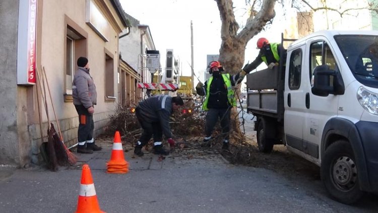 Péntek reggel faápolási és gallyazási munkálatokat végzett a NYÍRVV a Városmajor utcán