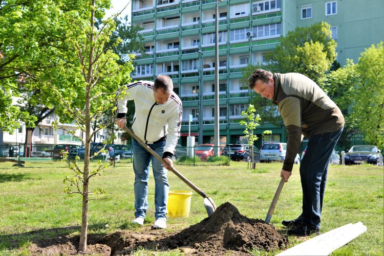 Új helyszínen folytatódott a fásítási program