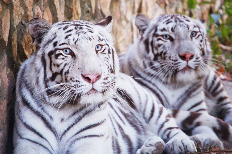 Fogászati műtét egy fehér tigrisen 
