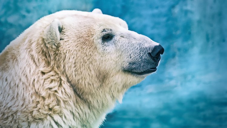 Jegesmedve tenyészközpontot adnak át Nyíregyházán
