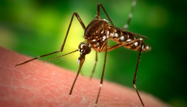 Lakossági Tájékoztató szúnyogirtással kapcsolatosan