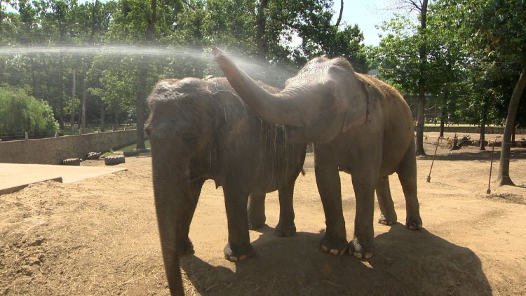 Hőség az állatparkban – Fagyasztott csemegékkel és frissítő zuhannyal hűsítik az állatokat