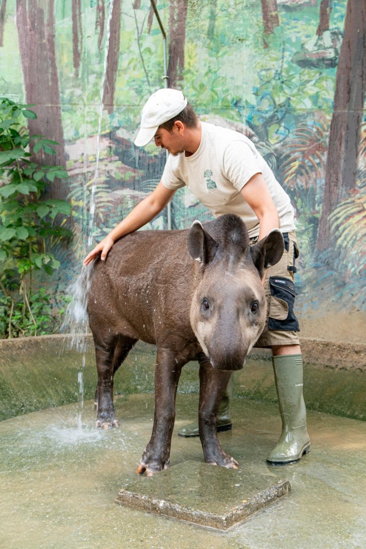 Így hűsölnek a Nyíregyházi Állatpark tapírjai a hőségben