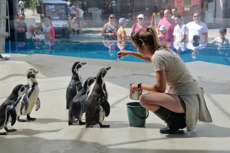 Humboldt-pingvinek – A Nyíregyházi Állatpark új lakói egyre bátrabbak területükön