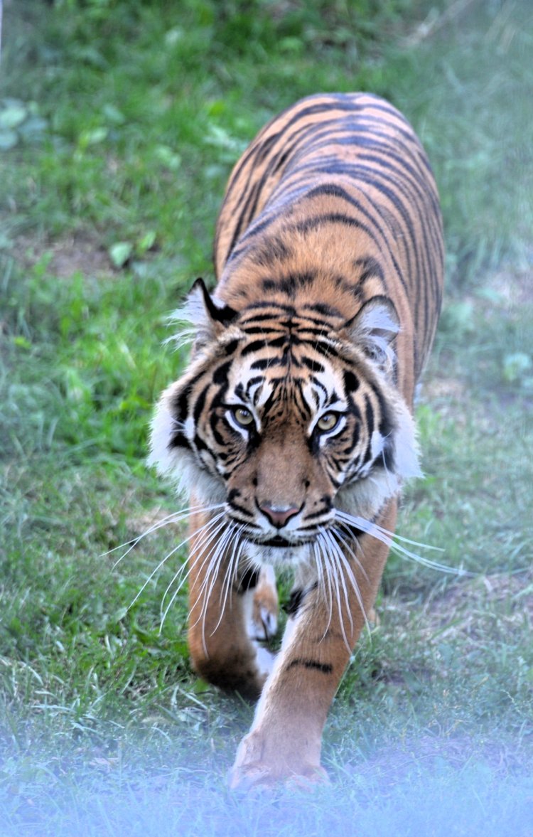 Már látható  a Gio nevű hím szumátrai tigris új párja