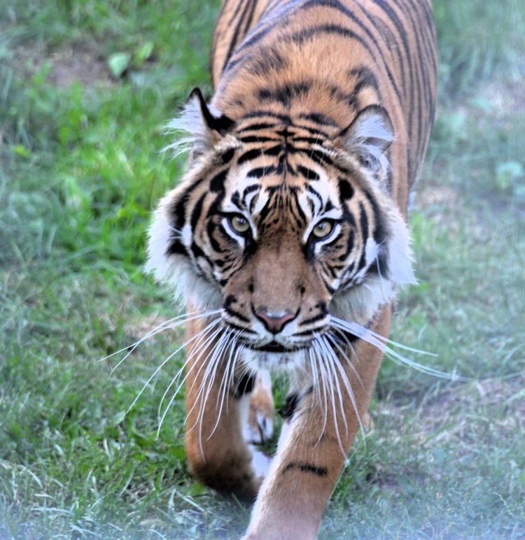 Új lakó az állatparkban – Nőstény szumátrai tigris érkezett Nyíregyházára