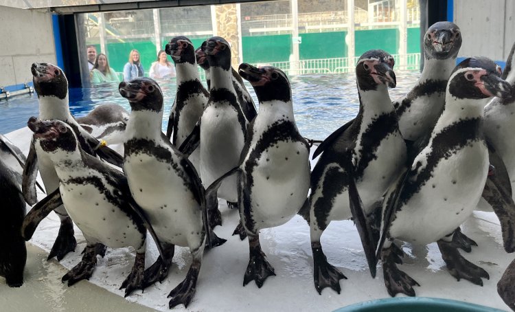 Humboldt-pingvinek – Bővült a Nyíregyházi Állatpark pingvin csapata