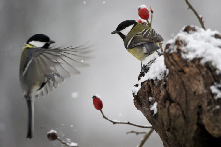 Idén is lesz Téli madárles lakossági madárszámlálási akció!