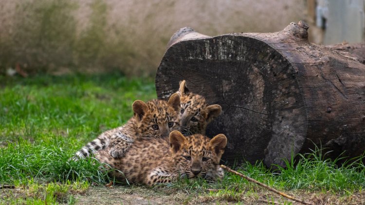 Évértékelő a Nyíregyházi Állatparkban – 505 ezer látogató érkezett és 250 állatkölyök született