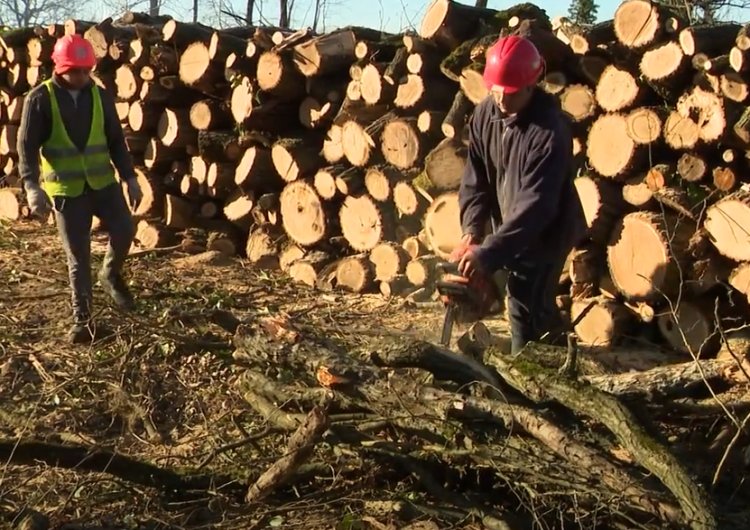 A Nyíregyházi Erdészet munkatársai az idei évre tervezett véghasználatot végzik a Sóstói-erdő északi oldalán