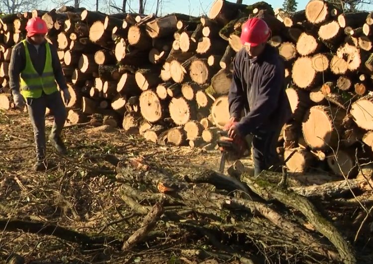 A Nyíregyházi Erdészet munkatársai az idei évre tervezett véghasználatot végzik a Sóstói-erdő északi oldalán