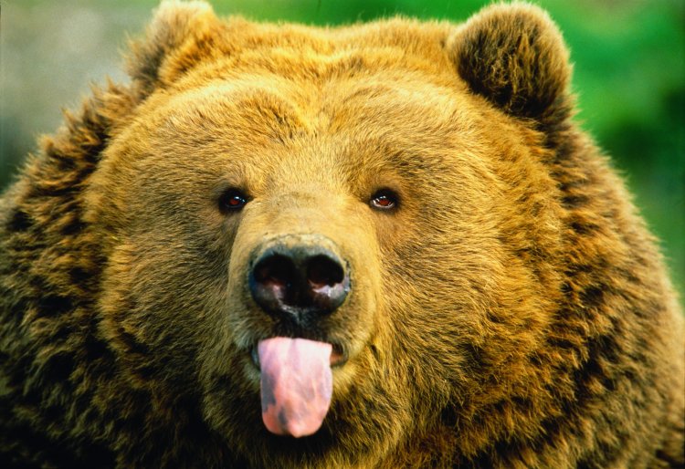 Holnap megmondják a medvék, milyen hosszú lesz a tél!