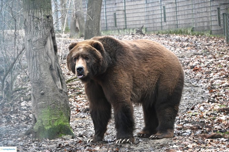 Népi jóslás – A Nyíregyházi Állatpark barnamedvéi elárulták, mikor érkezik a tavasz