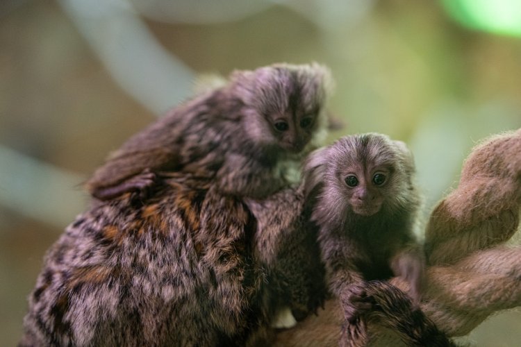 Orvosi vizsgálaton a selyemmajom ikrek – A Nyíregyházi Állatpark lakói a Tony és Leona keresztnevet kapták