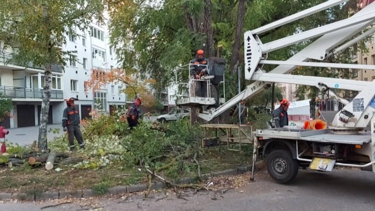 Két helyen is ápolja fákat a NYÍRVV