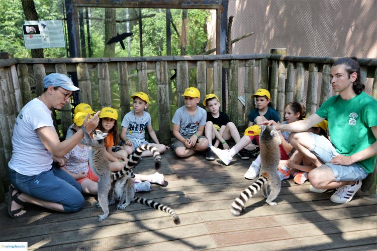 ZOO-Suli – Elindult a regisztráció a Nyíregyházi Állatpark nyári táborába