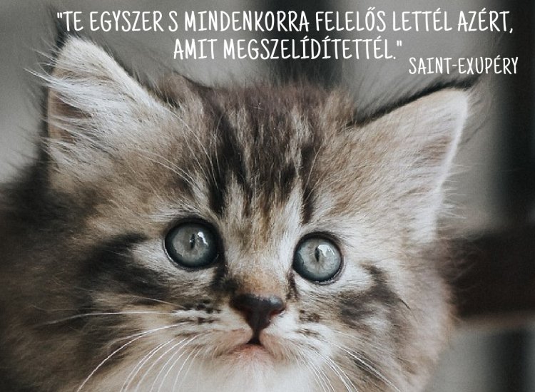 A felelős állattartásra hívja fel a figyelmet a rendőrség hírlevele