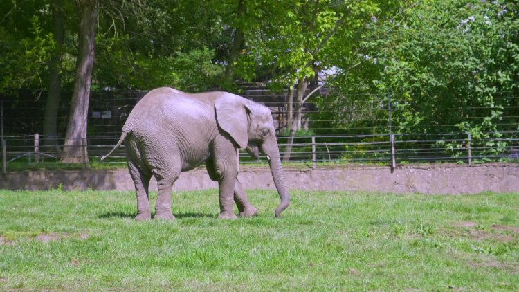 4 tonnás vőlegény érkezett a Nyíregyházi Állatpark afrikai elefánt teheneihez