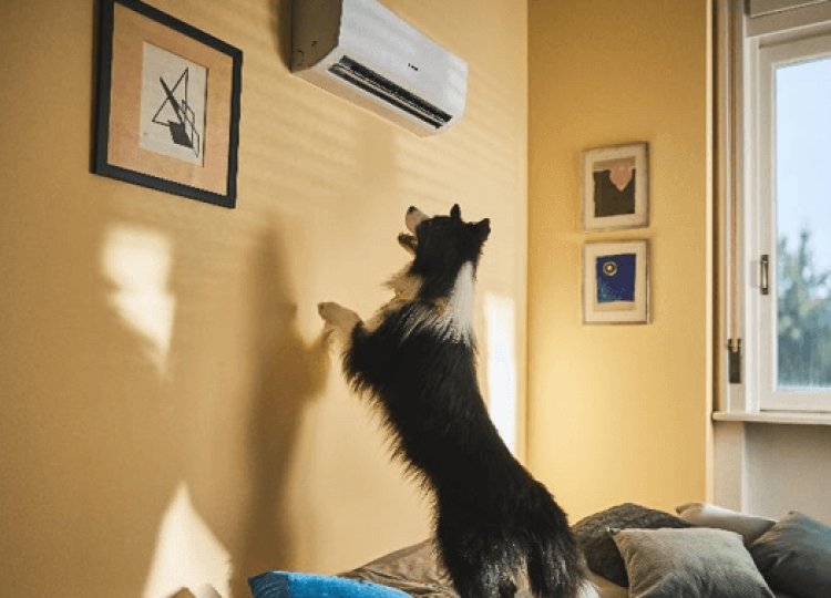 Tényleg megbetegedhetnek háziállataink a klímától?