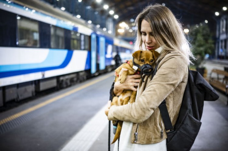Mostantól minden InterCityn egyszerűbb kutyával utazni