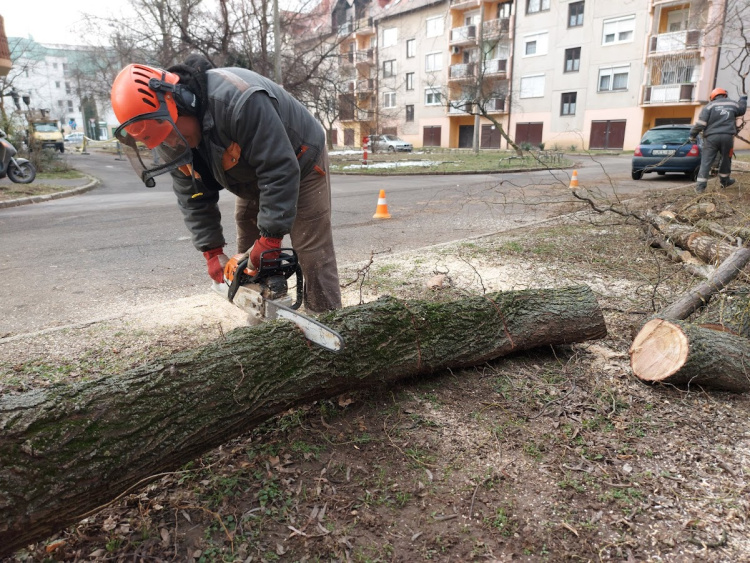 Metszettek, gallyaztak, a veszélyeseket eltávolították