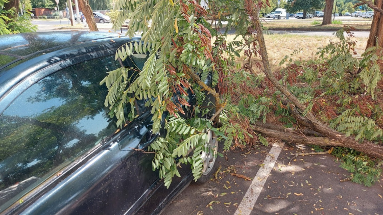 Parkoló autóra zuhant egy fa a Korányi utcában