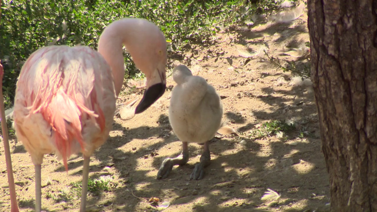 Újabb egyeddel gyarapodott a flamingókolónia  