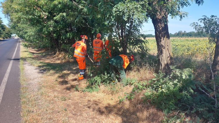 Favágási munkák miatt korlátozások a 36-os főúton