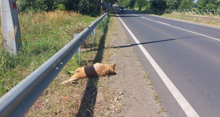 Vadgázolás történt a 4-es főúton Kőlaposnál