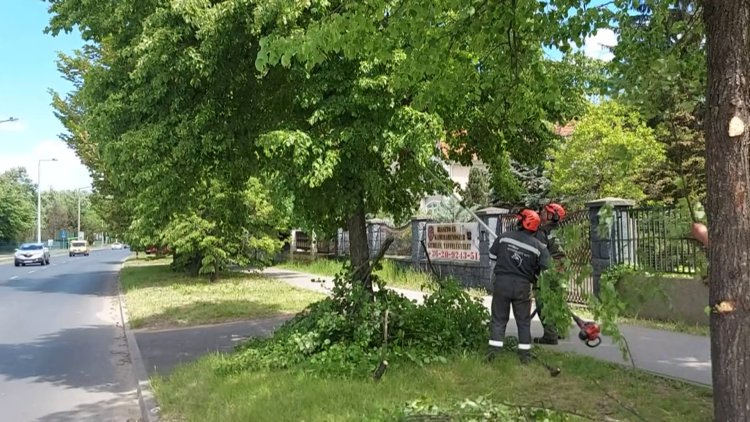 Figyelem, autósok! – Faápolási munkák miatt ne parkoljanak kedden a Dob utca tömbbelső területén