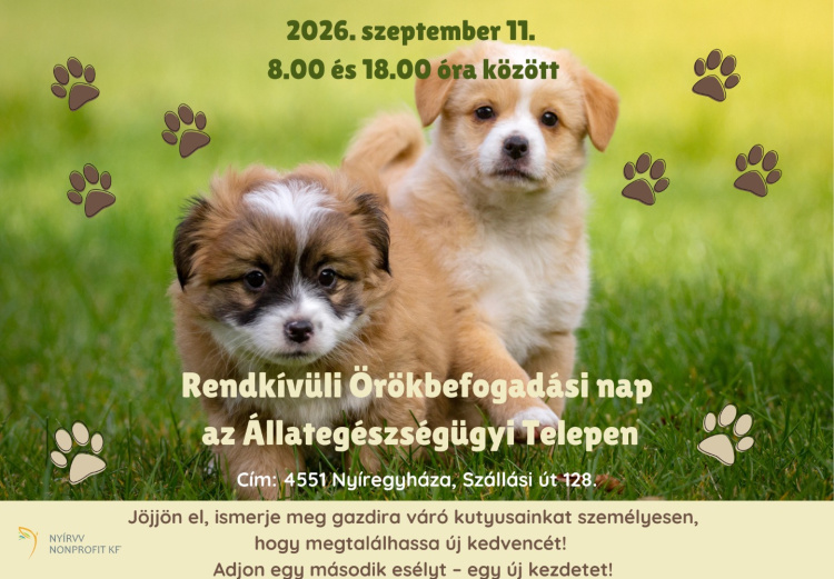 Rendkívüli örökbefogadási nap Nyíregyházán – talán pénteken talál egymásra gazdi és négylábú társa