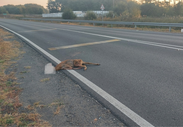 Vadgázolás történt kedd reggel a nyugati elkerülőnél