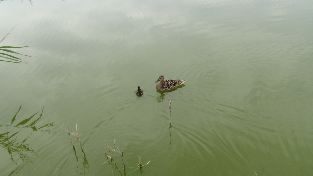 Kiskacsa fürdik a Bujtosi-tóban