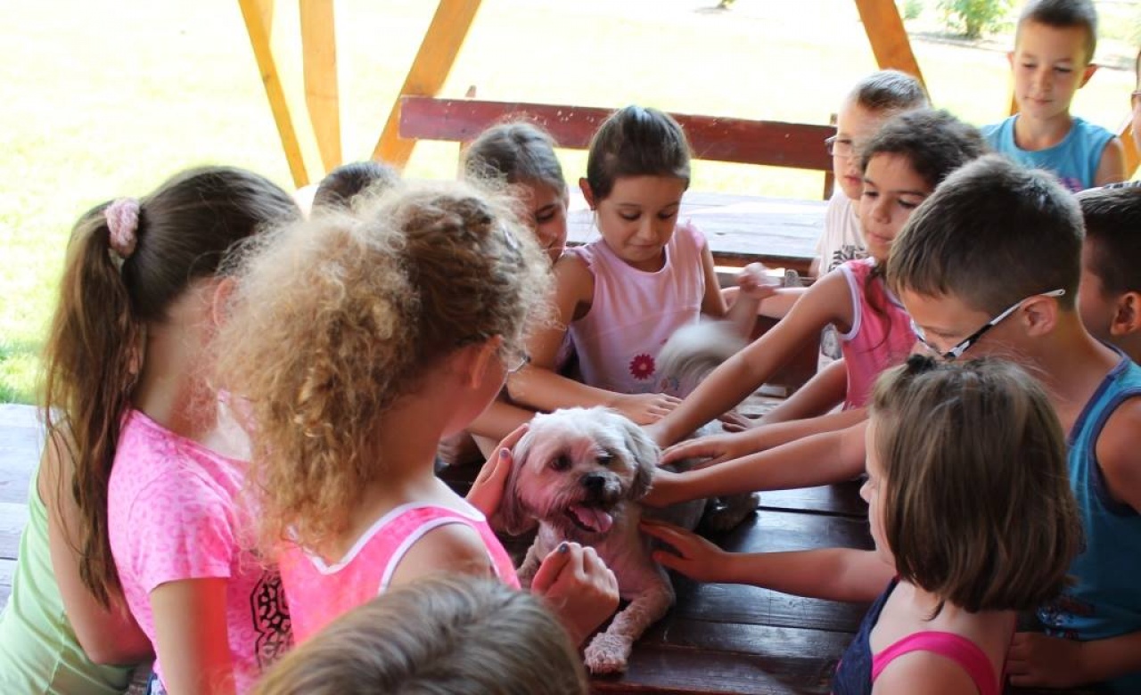 Állatok a kánikulában