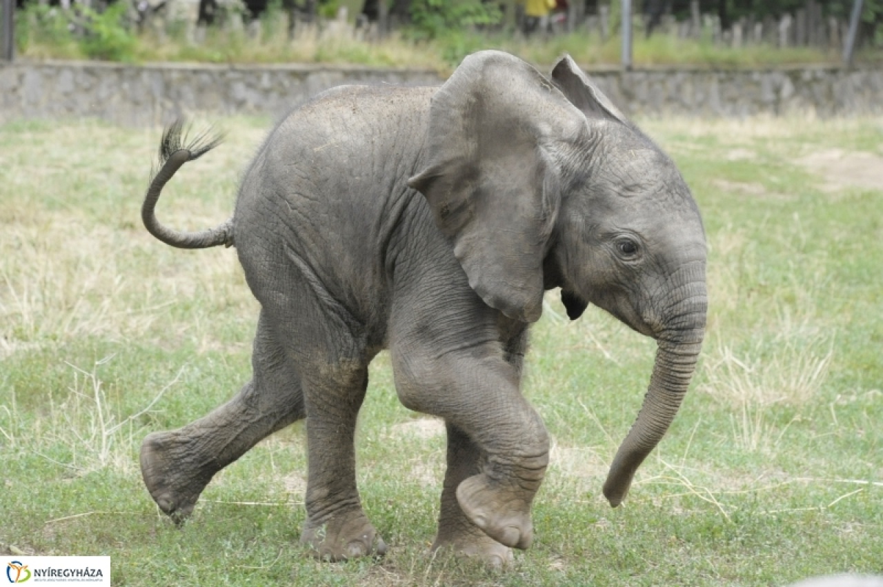Talán Jacko is lehetne a neve...