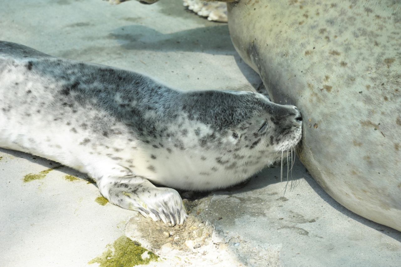 Modellt állt a nyíregyházi fókaborjú