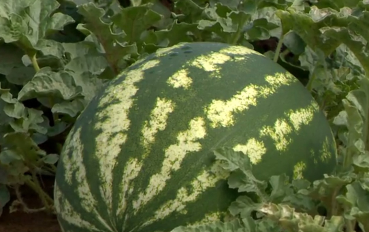 Kevés a dinnye a földeken