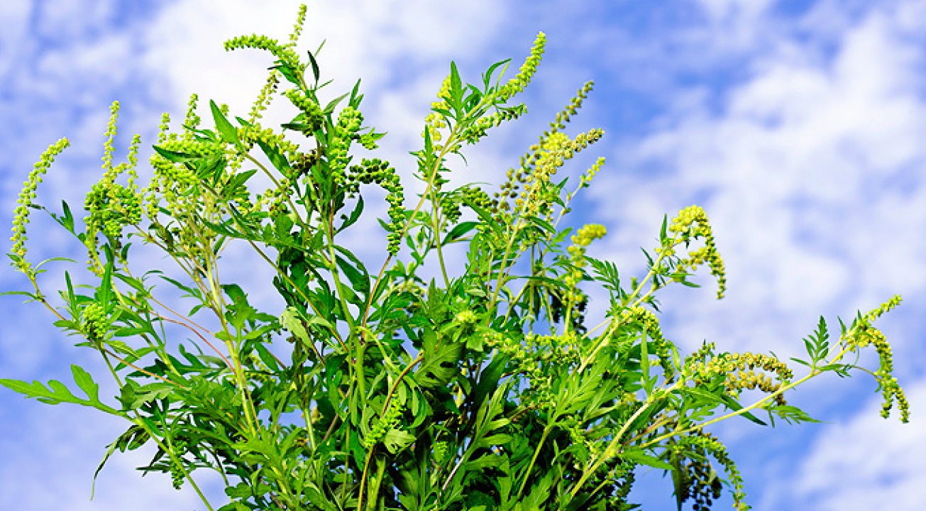 Légi felderítéssel a parlagfű ellen