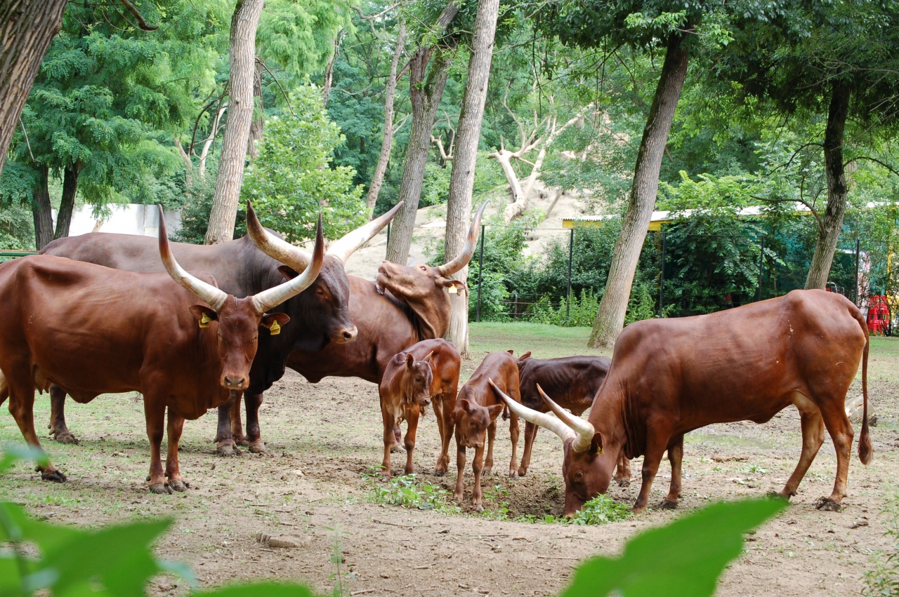 Watusi marhák születtek a Nyíregyházi Állatparkban