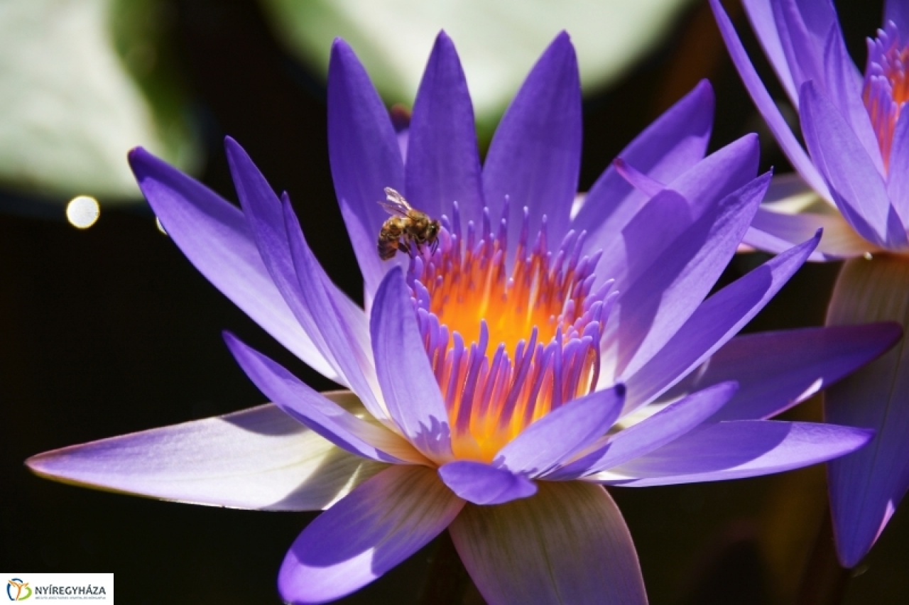 Elvirágzott a lótusz, de a tündérrózsák pompáznak 