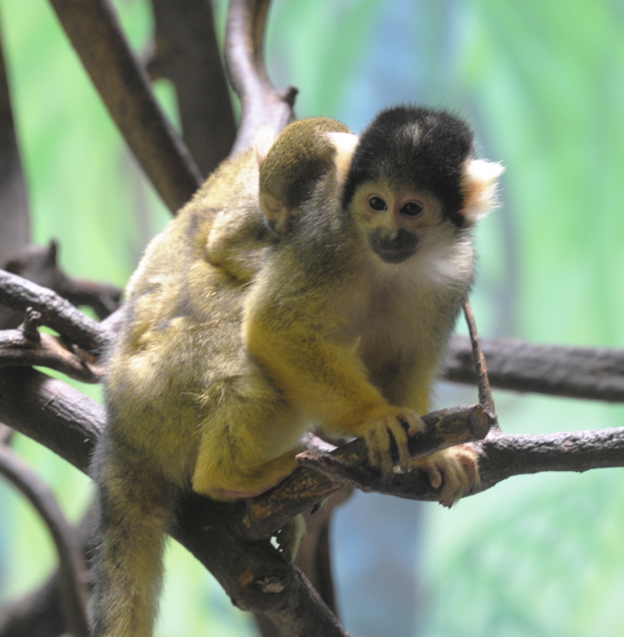 Bolíviai mókusmajom született a Nyíregyházi Állatparkban