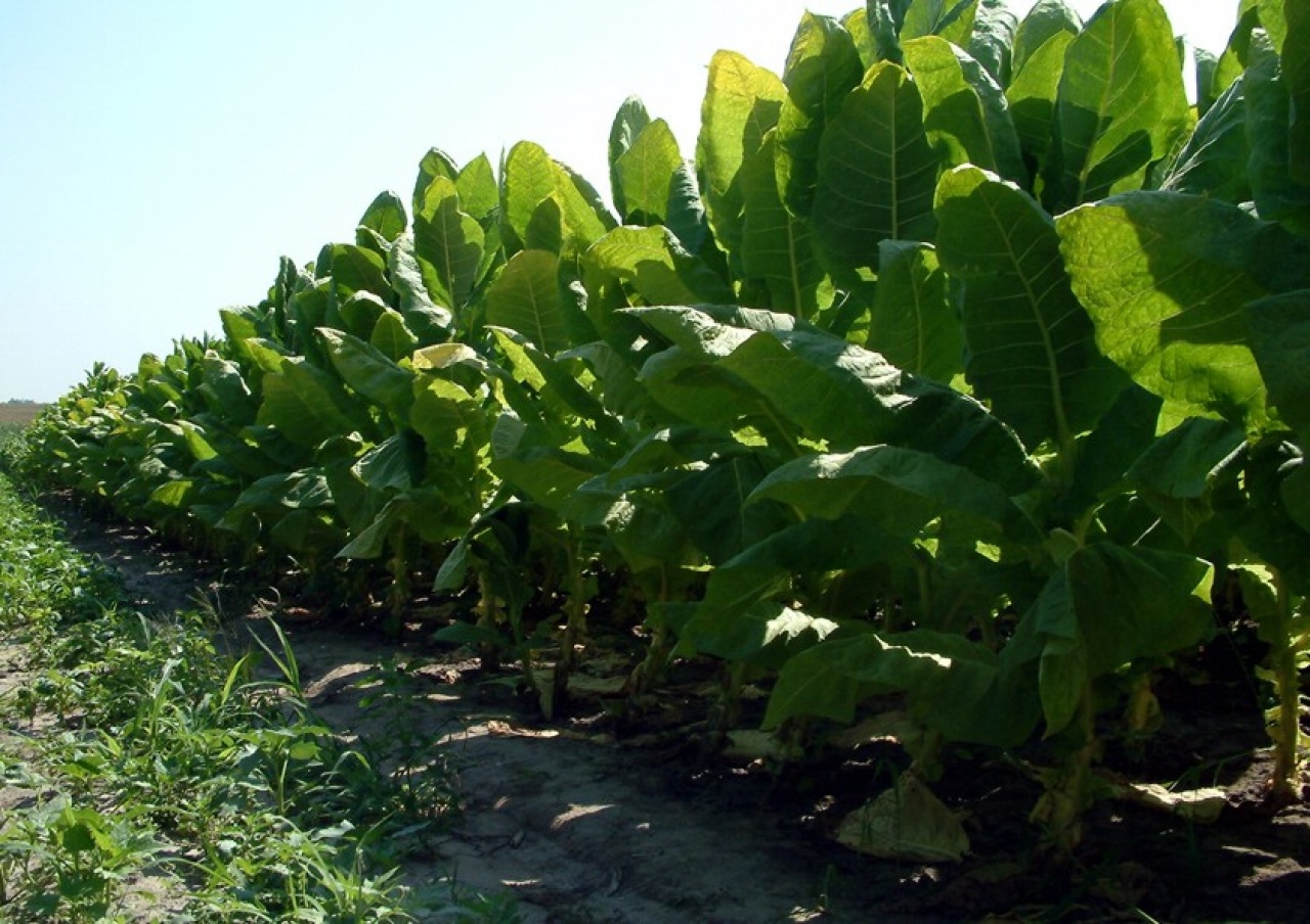 Veszélyben a dohánytermesztés