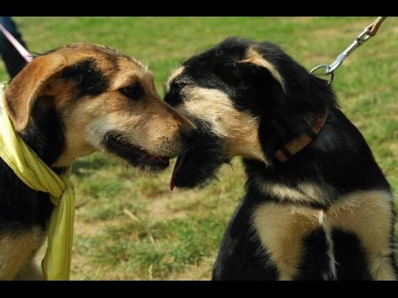 Sétáltak az állatokért